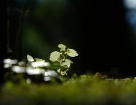 Foen Agency - Conseil et accompagnement en stratégie environnementale et sociale